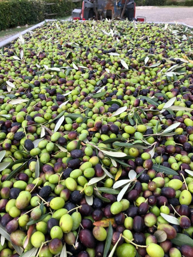 מוטספרטולי Podere Ghiole מראה חיצוני תמונה